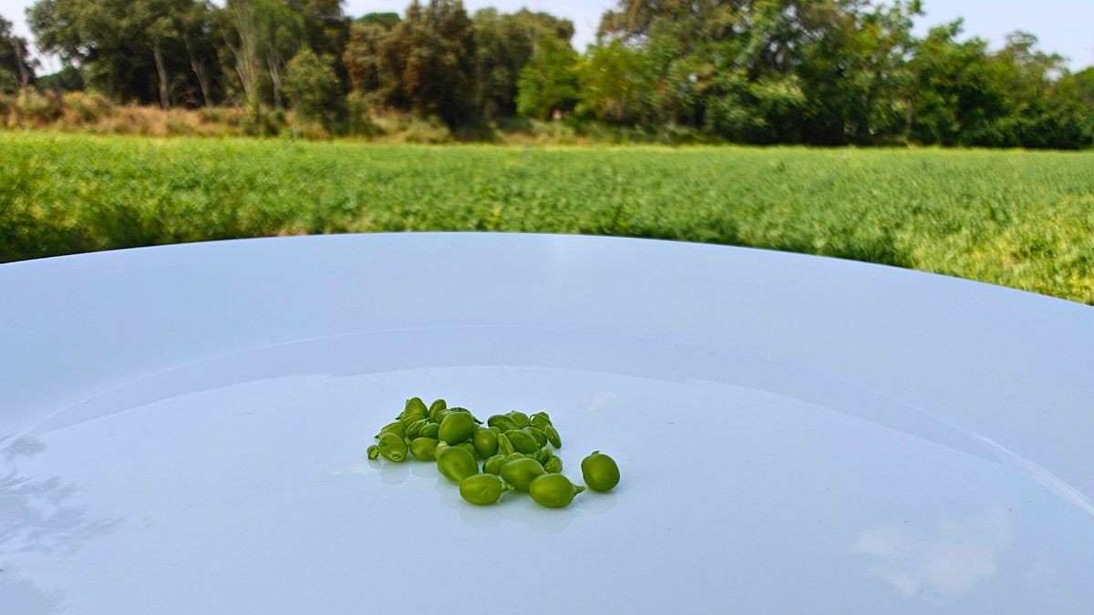 Guisantes de lágrima en Castilla y León