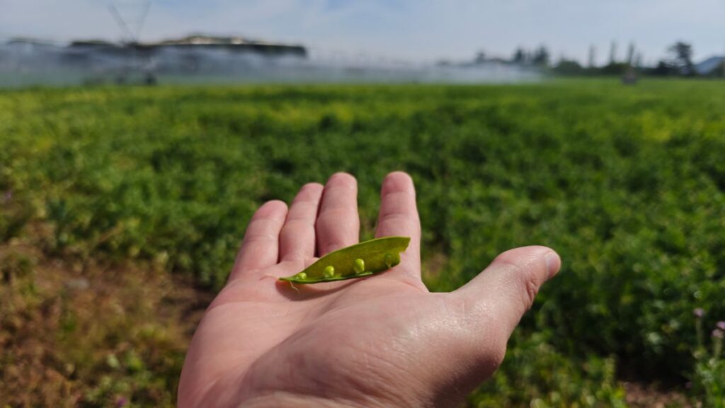 temporada guisantes de lagrima