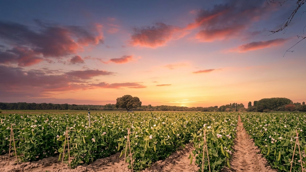guisantes de lagrima al amanecer