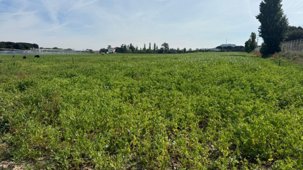 Cómo se cultivan los guisantes de lagrima