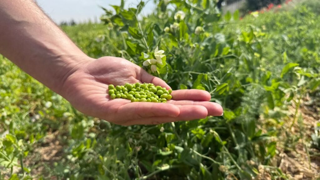 Proveedor Guisantes de Lágrima